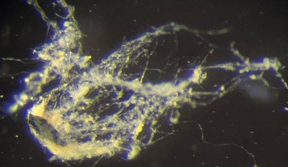 Electric Bacteria