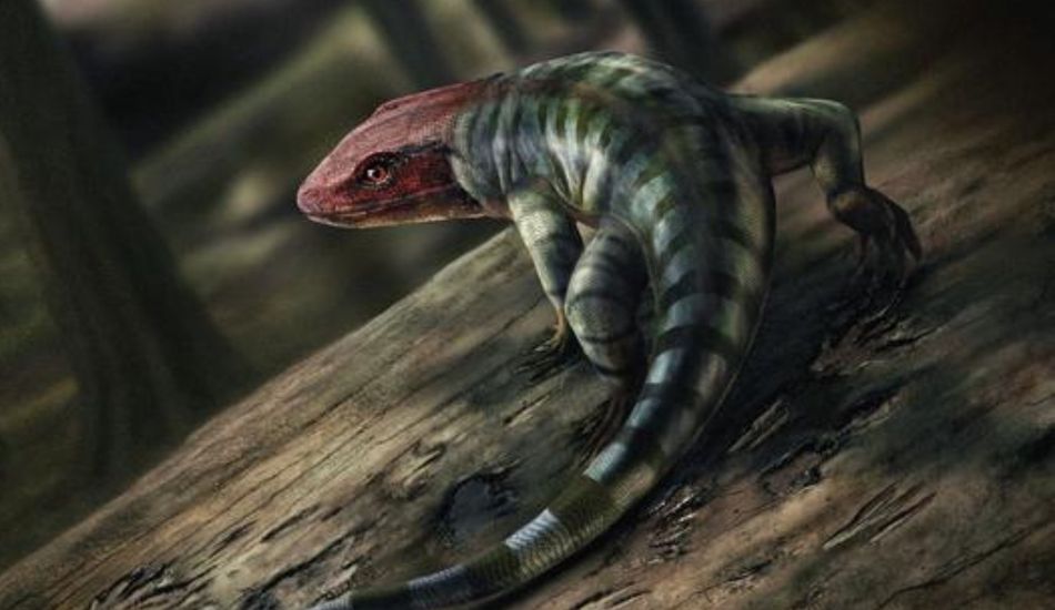 Tetrapod Evolution