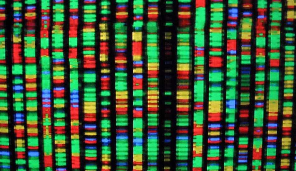 Synthetic Genome